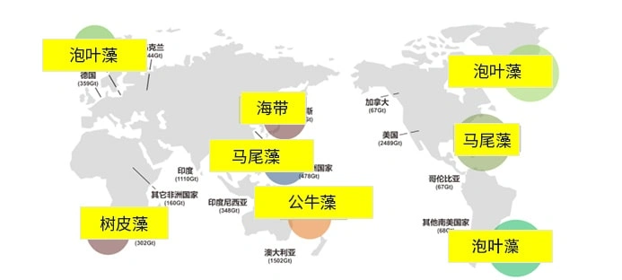 褐藻寡糖来自全球优选褐藻(泡叶藻,马尾藻,海带)
