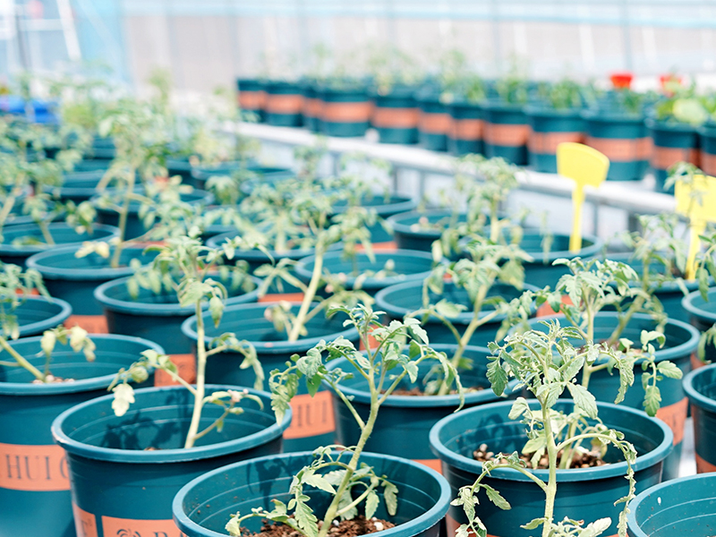 Smart Greenhouse System