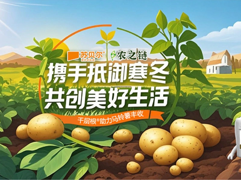 千层根助力马铃薯丰收——苏贝尔&农之链携手抵御寒冬