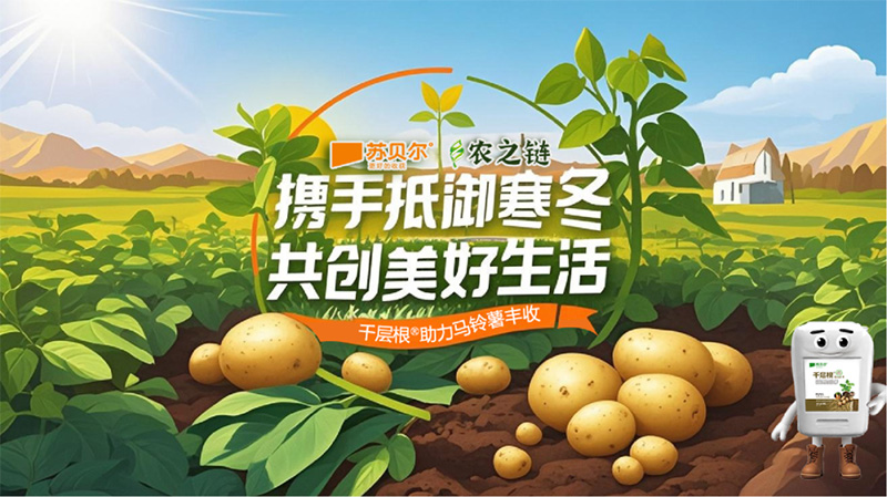 GreatRoot Supports a Bountiful Potato Harvest – Sobel & Nongzhilian Join Forces to Withstand the Winter