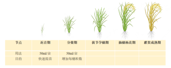 五谷风水稻使用信息