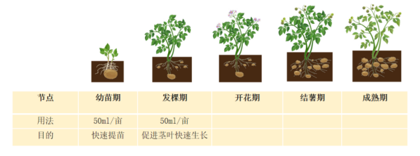 五谷风马铃薯使用信息
