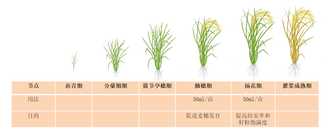 阿拉金水稻使用信息