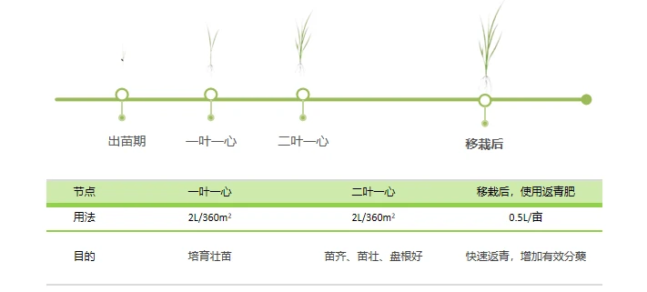千层根水稻苗床和返青使用信息