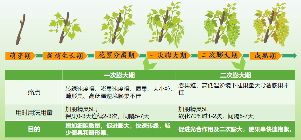 朋精灵葡萄使用信息