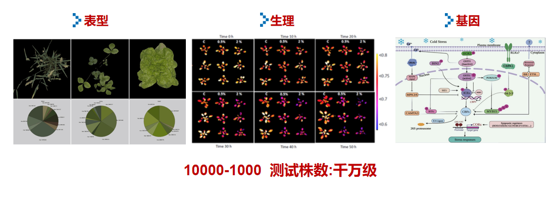高通量筛选平台